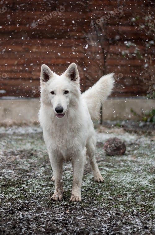 Preview: Dog standing under snow