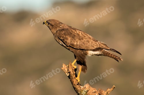 Preview: Furious wild eagle