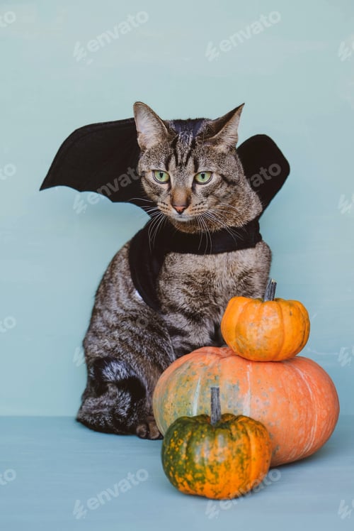 Preview: Cute funny tabby cat dressed as bat with black wings and orange pumpkins.