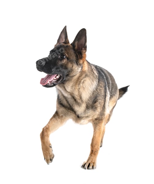 Preview: young german shepherd