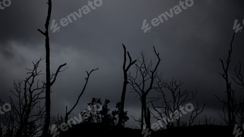 Preview: darkness, forest, horror, spooky
