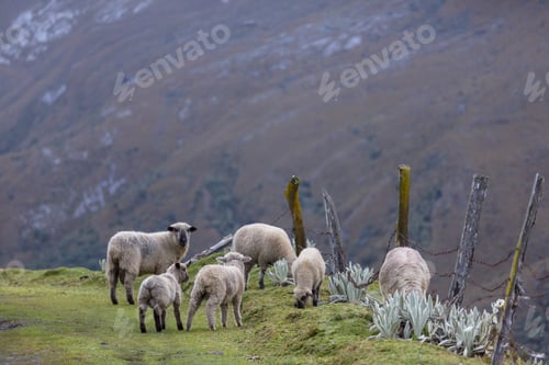 Preview: Sheep