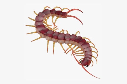 Preview: Crawling Scolopendra Centipede