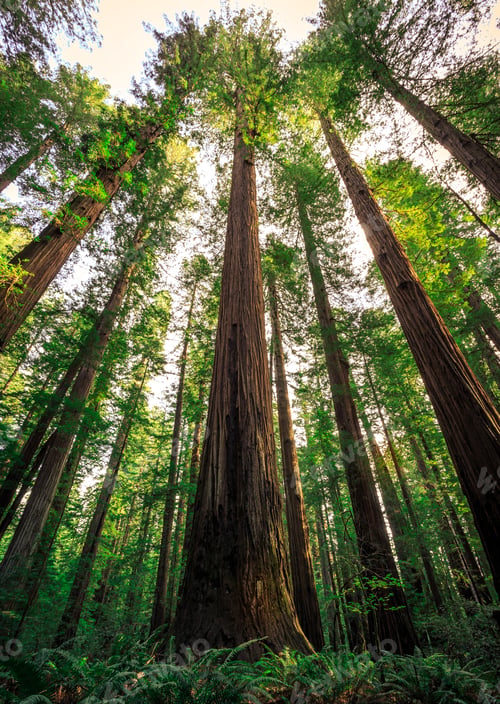 Preview: Under The Redwood Trees In Redwoods National And State Parks California