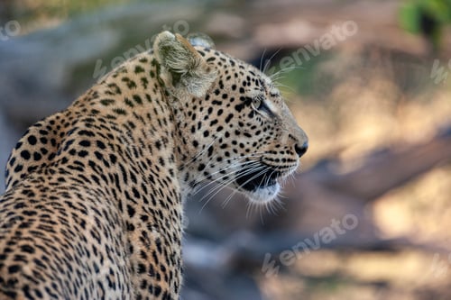 Preview: Leopard - Khwai River region - Botswana