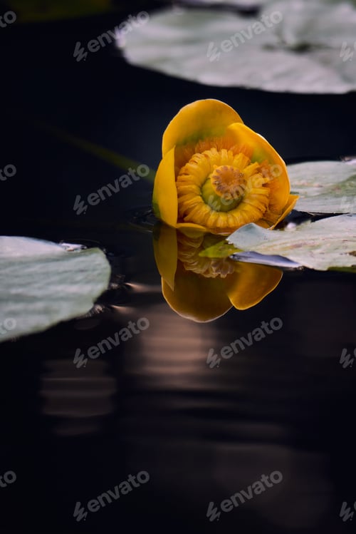 Preview: Yellow flower on dark water.