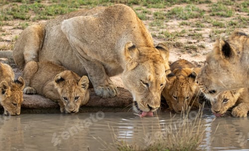 Preview: Lioness with Cubs Drinking Water on the Savannah