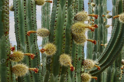 Preview: Cactus orchard yielding rich pitayas,