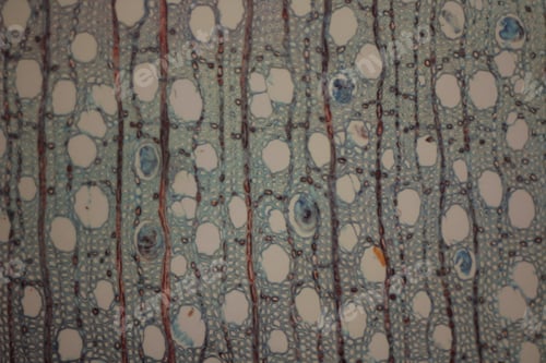 Preview: Texture and pattern
