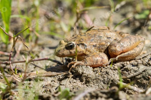 Preview: Mediterranean Painted Frog resting in mud and water