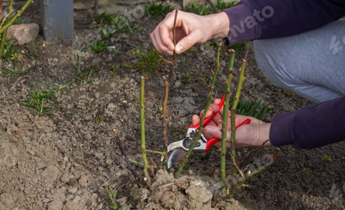 Preview: A hand holds secateurs and cuts a branch of a rose bush.