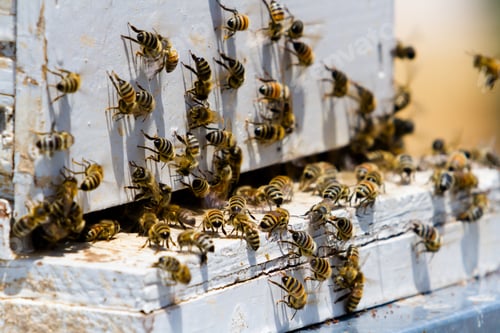 Preview: Beekeeping