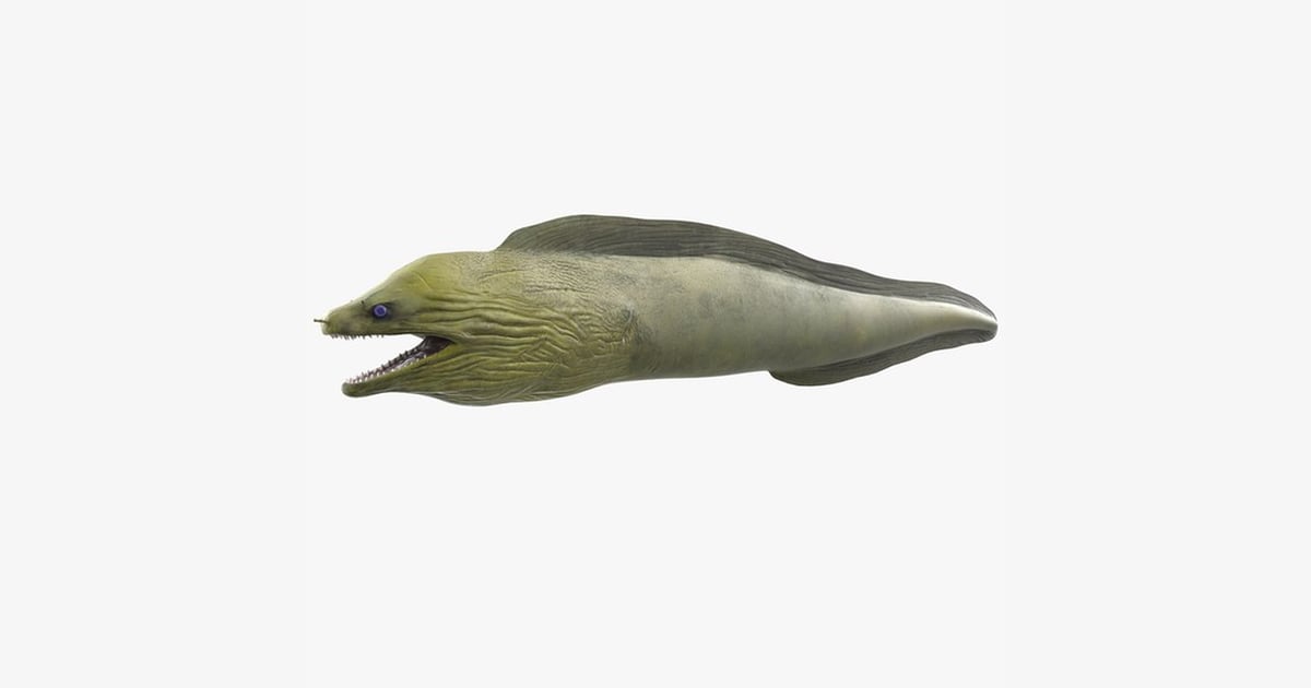 Lateral view of elongated fish with open mouth 3D, Incl. animal & eel ...