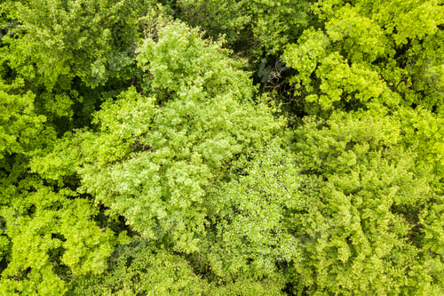 Preview: Top down aerial view of green summer forest with canopies of many fresh trees