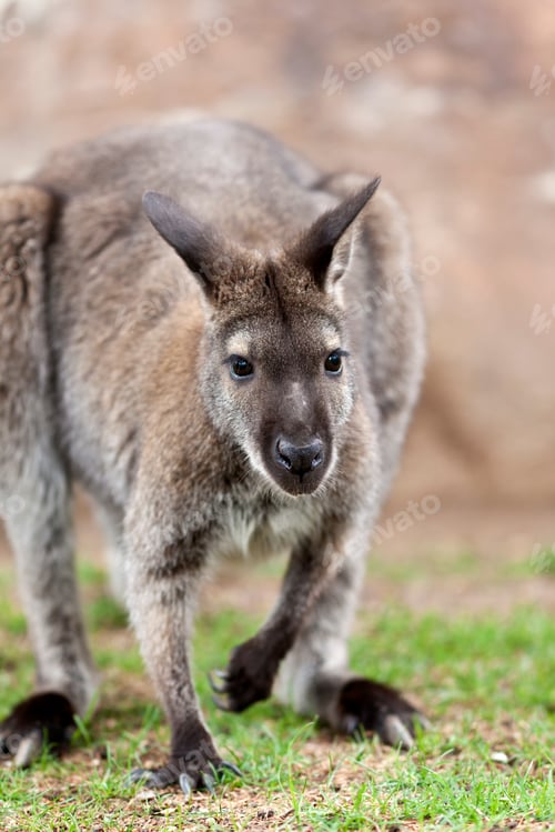 Preview: Wallaby