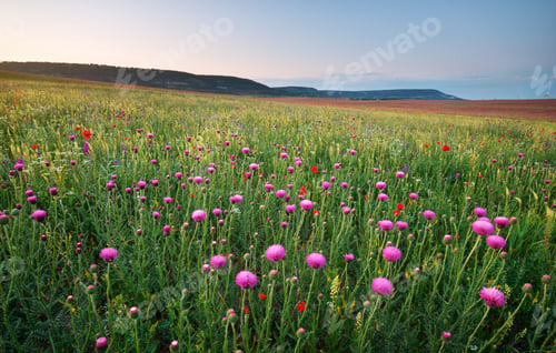 Preview: Spring flowers
