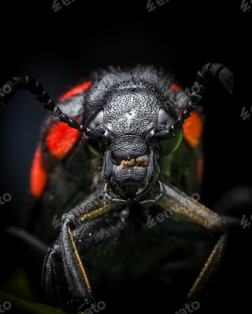 Preview: beetle