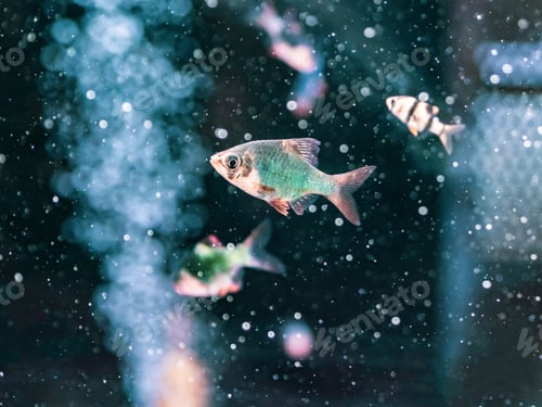 Preview: Exotic fish in aquarium