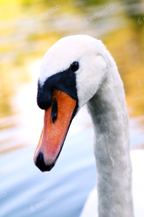 Preview: Beautiful swan on the river