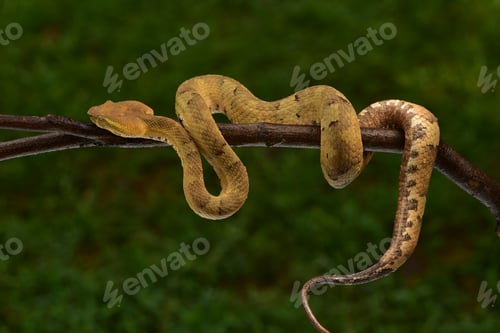Preview: Flat nosed pit viper, Craspedocephalus puniceus