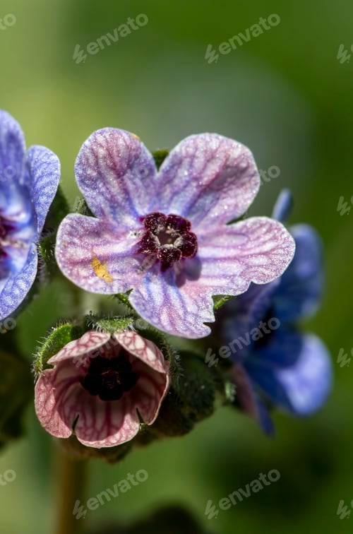 Preview: Wild plant; scientific name; Cynoglossum creticum