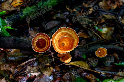 Preview: microporus xanthopus mushroom growing on decaying wood in the tropical forest