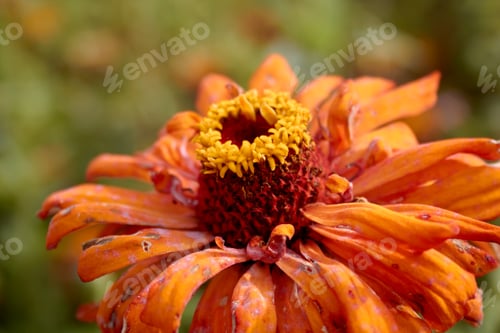 Preview: Orange Wilting Flower