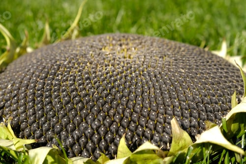 Preview: Ripe sunflower head with black sunflower seeds close-up. Harvest sunflower. Agriculture.