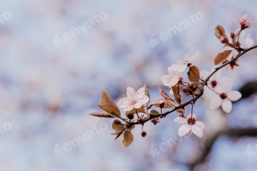 Preview: Cherry tree blooming. Spring flowers, nature in spring. Branch.