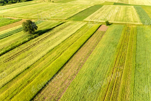 Preview: Aerial view of a single tree growing lonely on green agricultural fields