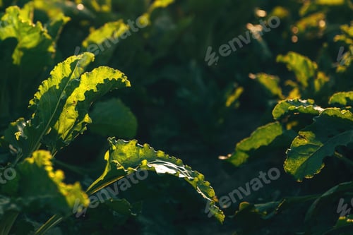Preview: Sugar beet root crops growing in cultivated agricultural field