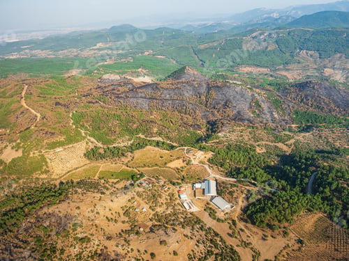 Preview: Aerial view of forest trees regrowing after forest fire. Turkey, izmir