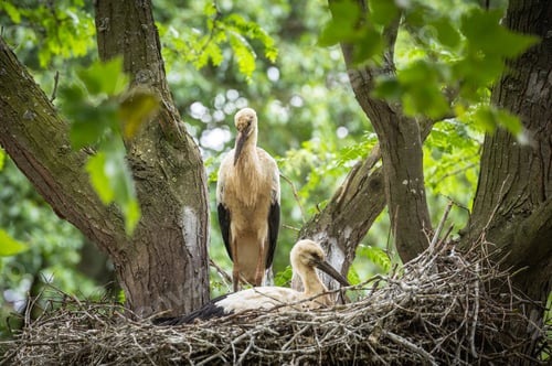 Preview: Storks in a nest on a tree with green foliage.
