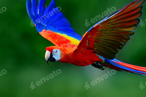 Preview: bird, parrot, Scarlet, Macaw, flying
