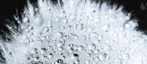 Preview: Beautiful dew drops on a dandelion seed macro