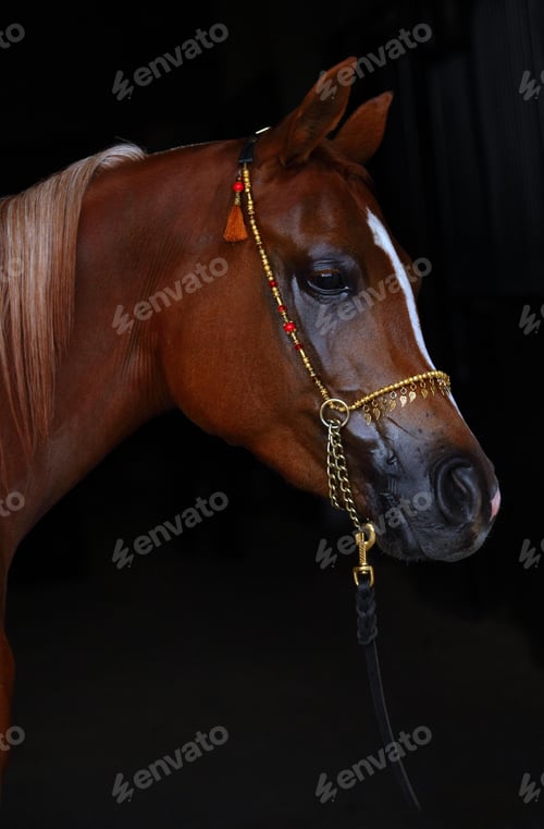 Preview: arabian, horse, mare, stallion, riding