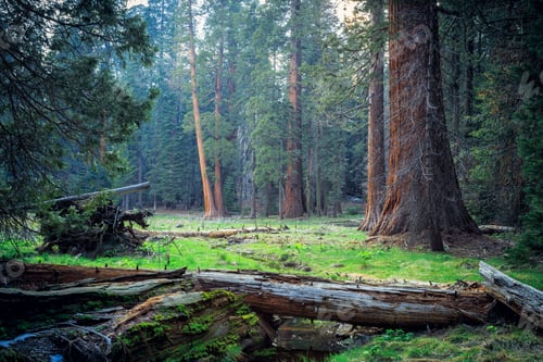 Preview: Morning Light In The Forest, Sequoia National Park, California