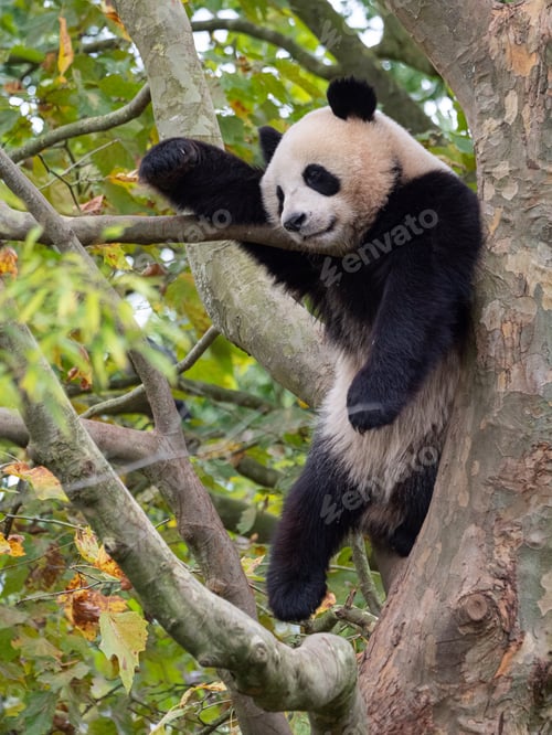Preview: Cute panda bear resting on a tree in the zoo. France