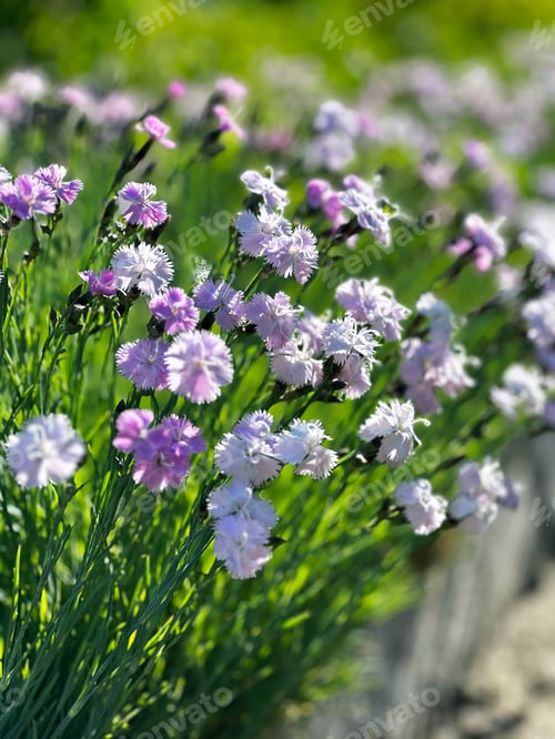Preview: Delicate dianthus flowers blooming in a garden