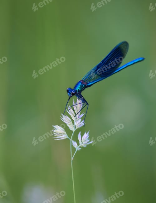 Preview: Shallow focus of a blue dragonfly perched on a plant