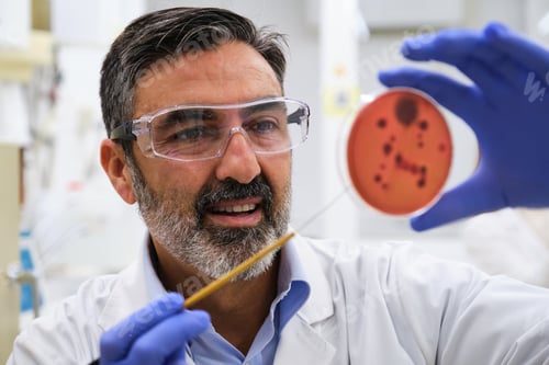 Preview: Middle aged professional scientific examining a petri dish with salmonella.