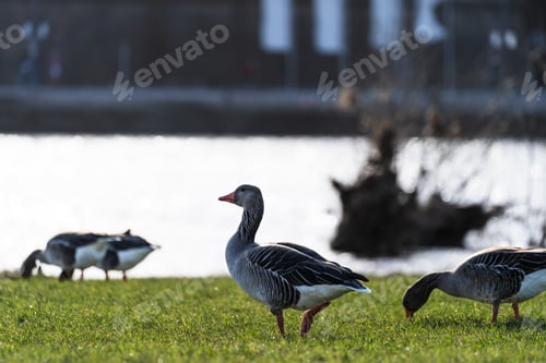 Preview: Greylag geese on the banks of the Elbe in Dresden, Germany