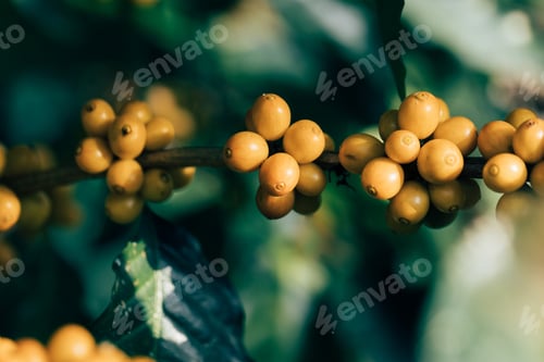 Preview: harvesting coffee berries by agriculture. Coffee beans ripening on the tree in North of Thailand