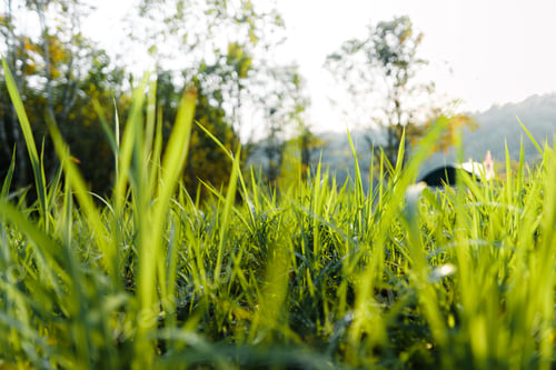 Preview: Green grass garden in spring