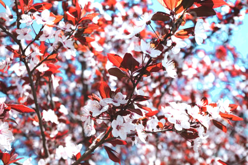 Preview: tree branch with buds background