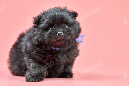 Preview: Pomeranian Spitz puppy, copy space on pink background