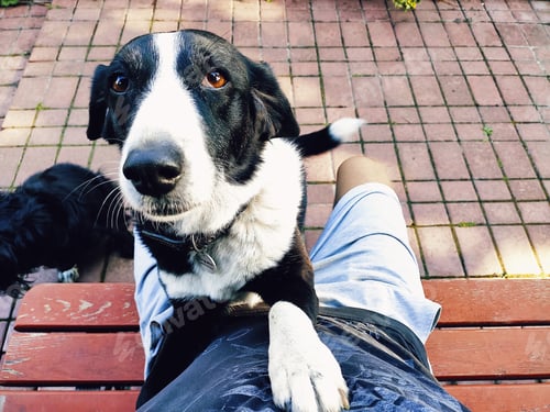Preview: Dogs live