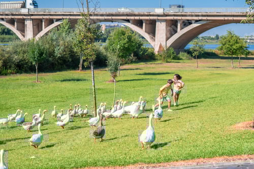 Visualização: Crianças correndo e brincando com gansos no parque