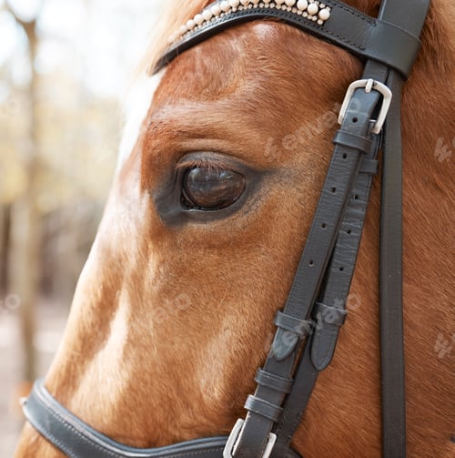Preview: Treat your horse with love. Shot of a beautiful horse in a forest.