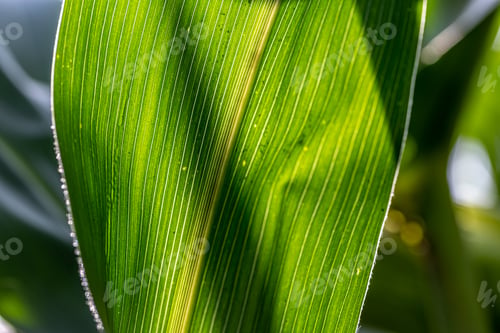 Preview: Close up of textured corn leaf on blurred background.